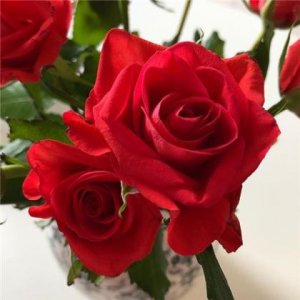 ​小学学校标语集锦,小学校园标语集锦