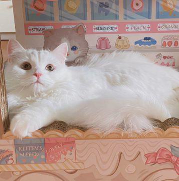 经典写花优美句子