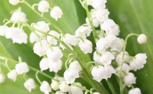 给女朋友表白的句子精选