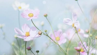 ​简单昵称大全460个