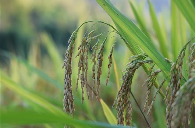 40岁女人高贵典雅网名 四十岁女人淡雅气质网名 40岁女人高贵典雅网名 四十岁女人淡雅气质网名