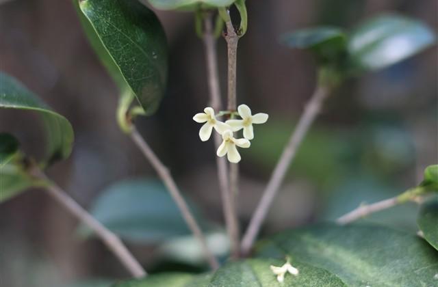 一生好运网名(261个) 一生好运网名(261个)