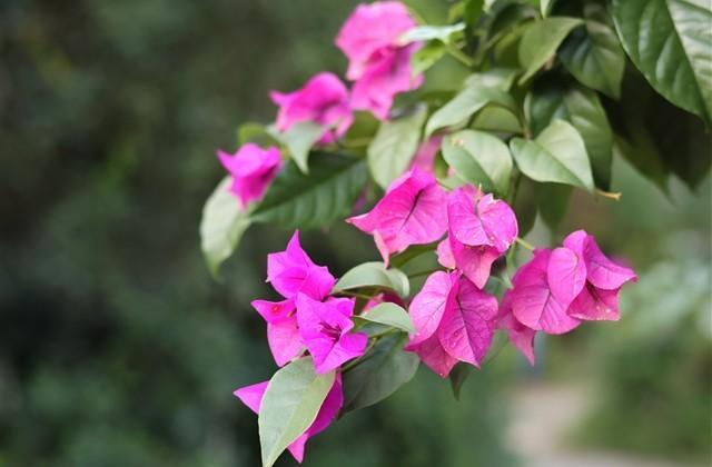 一生好运网名(261个) 一生好运网名(261个)