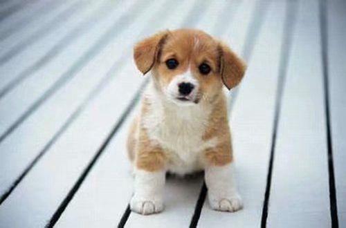 2025年通用古风优美句子集锦59句