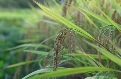 ​好听的天龙八部名字大全(优选561个)