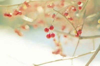 ​观赏冬景的诗句82句