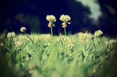 ​教师节诗句71句