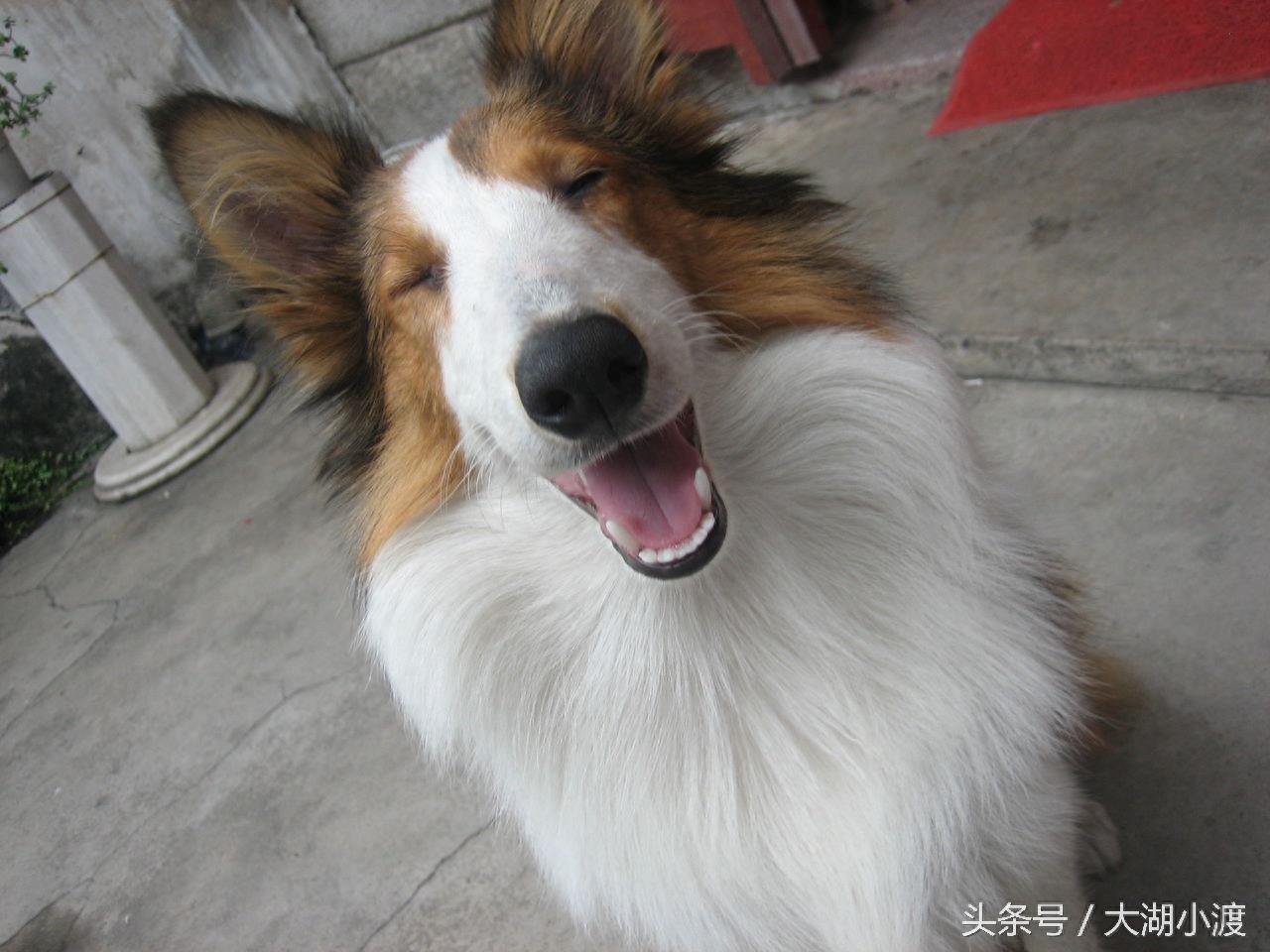 10张狗狗的笑脸，你被萌化了吗？