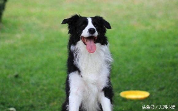 10张狗狗的笑脸，你被萌化了吗？