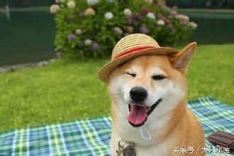 10张狗狗的笑脸，你被萌化了吗？