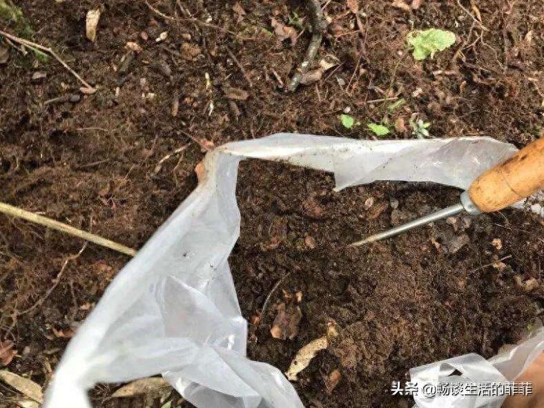 养花的土去哪里挖最好