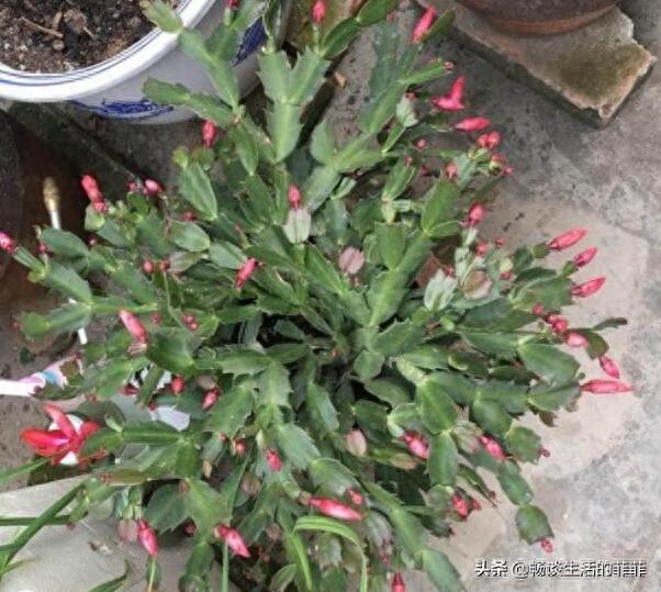 蟹爪兰上的蚧壳虫会爬到人身上吗?