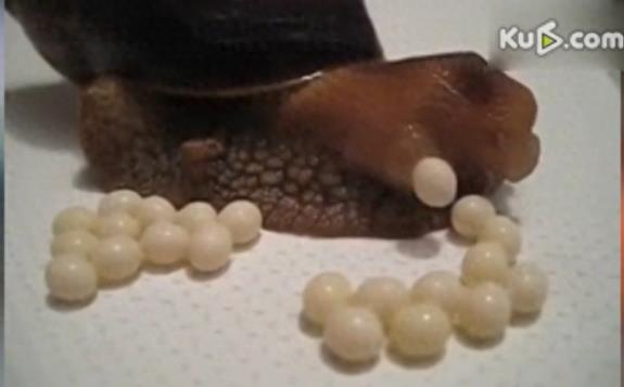 原来蜗牛是这样产卵的，产出的卵居然那么大个儿！长知识！