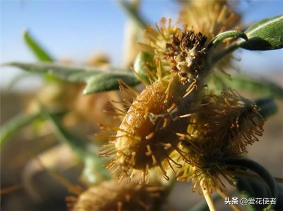 ​刺苍耳，白菜地里的“刺客”？