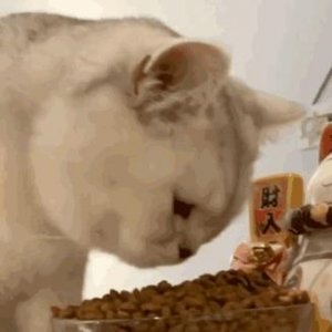 ​撒娇卖萌无敌可爱的柴犬动图表情包