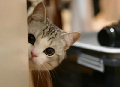 ​猫咪是如何辨认主人的