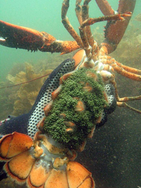 世界上最大的龙虾——美洲螯龙虾