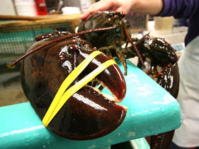 世界上最大的龙虾——美洲螯龙虾