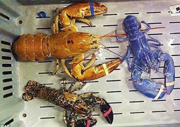 世界上最大的龙虾——美洲螯龙虾