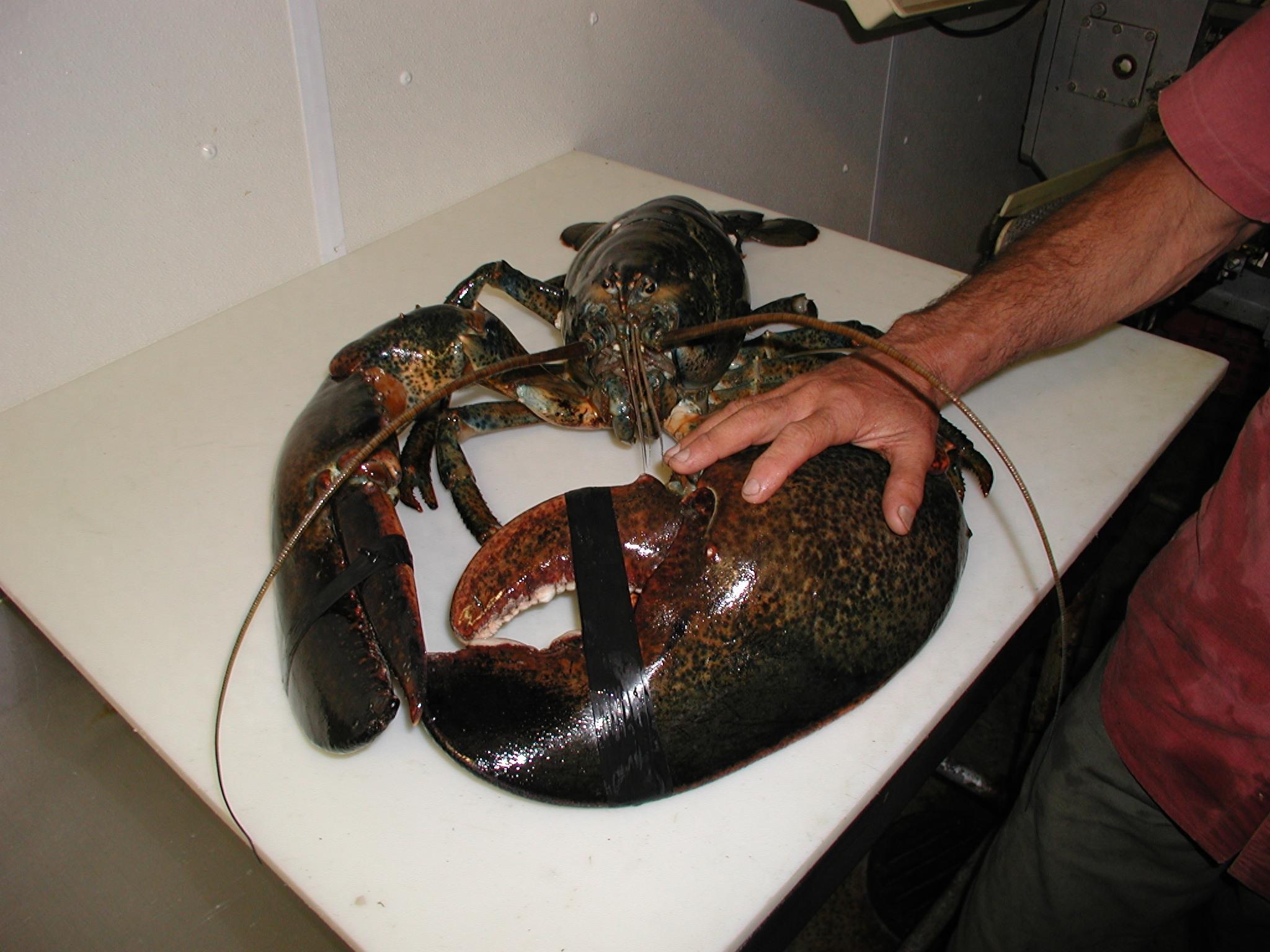 世界上最大的龙虾——美洲螯龙虾