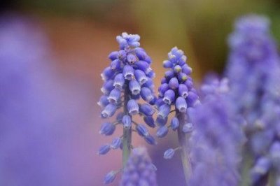 ​关于描写春花的诗句55句