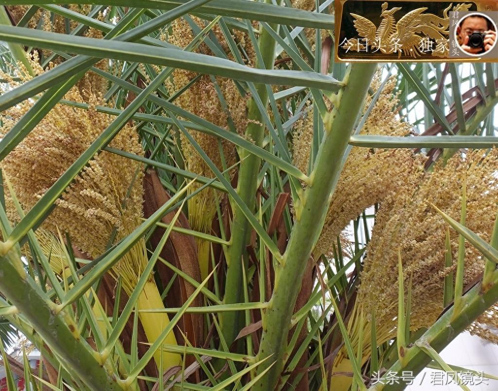 湖北宜昌:景观树长得像菠萝!名叫椰枣树,只开花不结果!为何?
