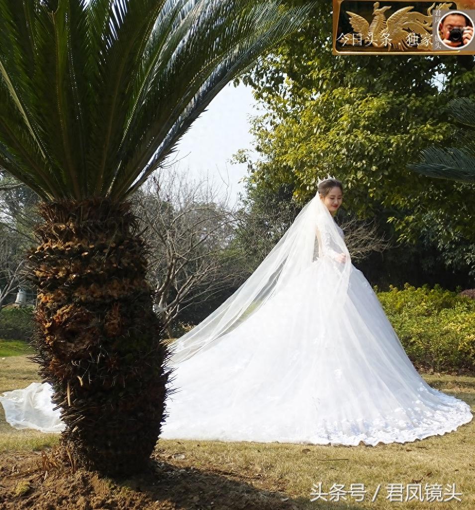 湖北宜昌:景观树长得像菠萝!名叫椰枣树,只开花不结果!为何?