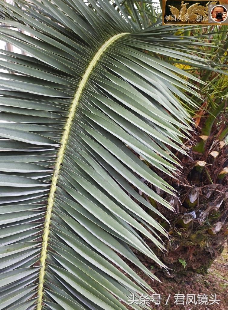 湖北宜昌:景观树长得像菠萝!名叫椰枣树,只开花不结果!为何?