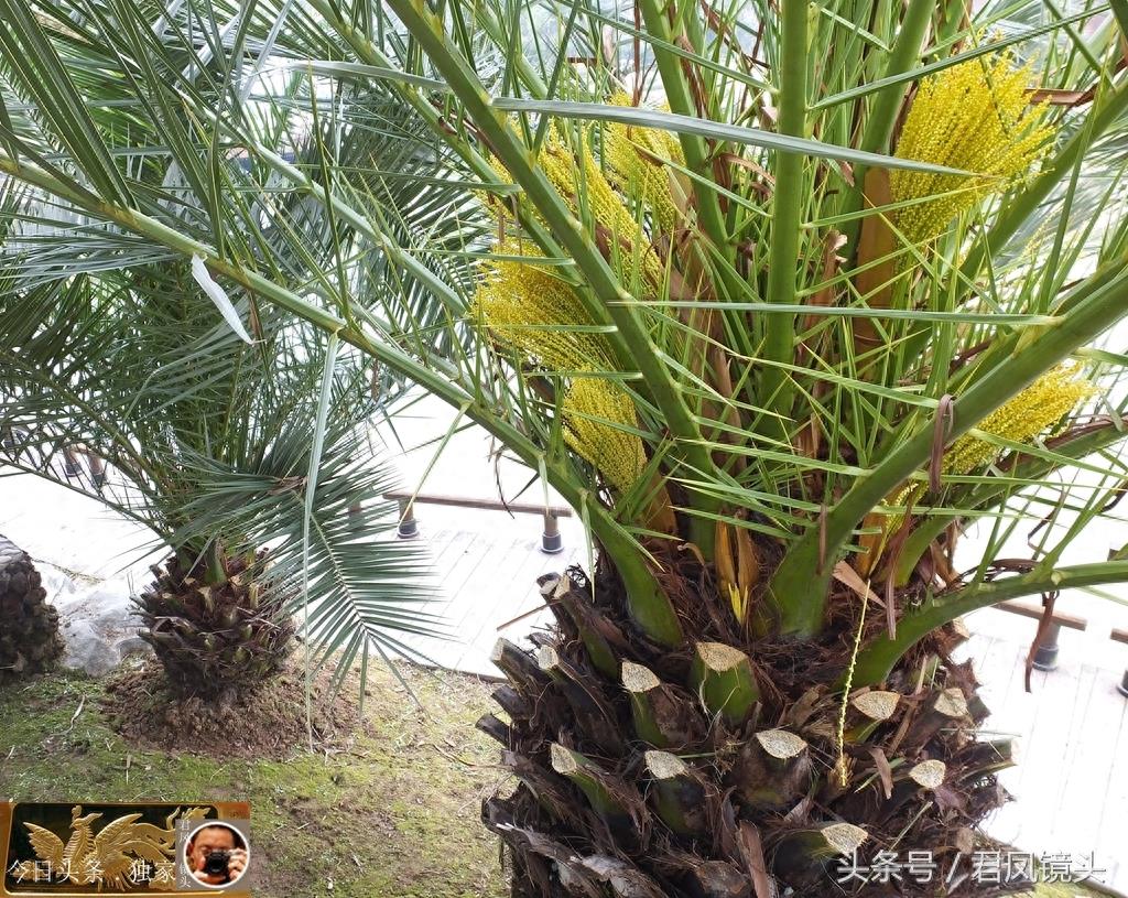 湖北宜昌:景观树长得像菠萝!名叫椰枣树,只开花不结果!为何?