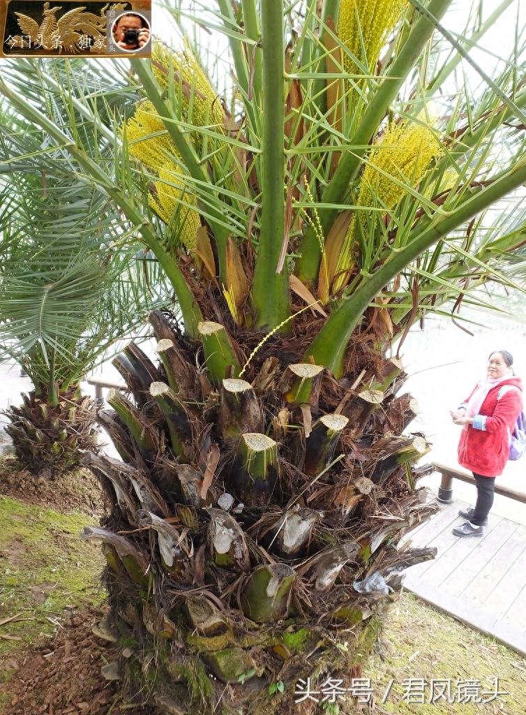 湖北宜昌:景观树长得像菠萝!名叫椰枣树,只开花不结果!为何?