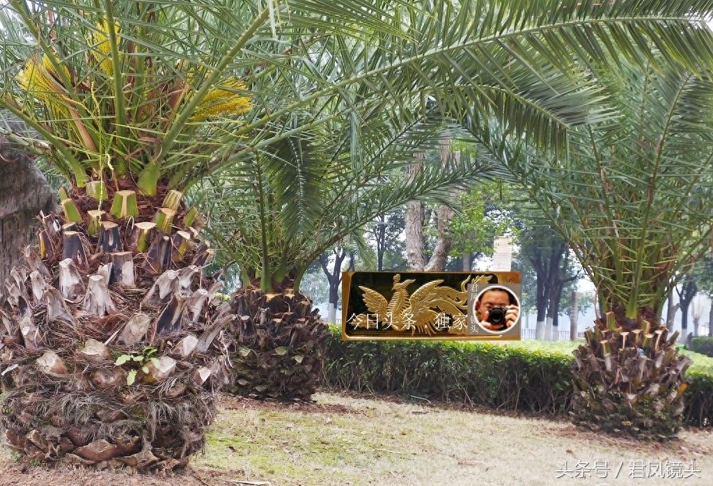 湖北宜昌:景观树长得像菠萝!名叫椰枣树,只开花不结果!为何?