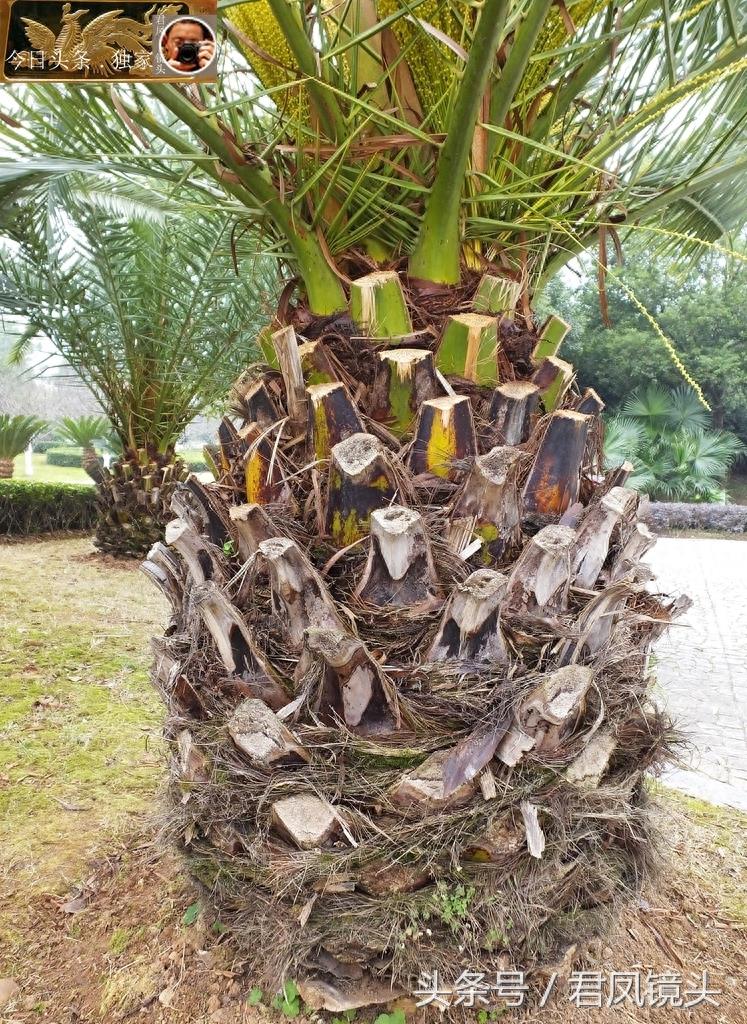 湖北宜昌:景观树长得像菠萝!名叫椰枣树,只开花不结果!为何?