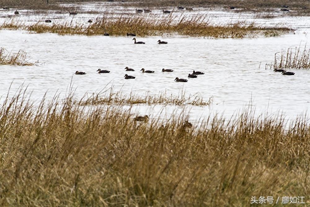 看到这些黑水鸭，你知道它是来闽江口湿地过冬的吗？