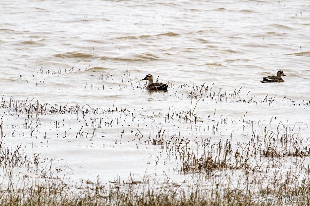 看到这些黑水鸭，你知道它是来闽江口湿地过冬的吗？