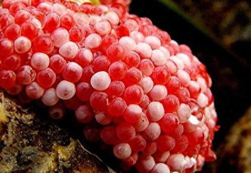 江边长着大片“粉色葡萄”,农民发愁称其是外来物种危害巨大