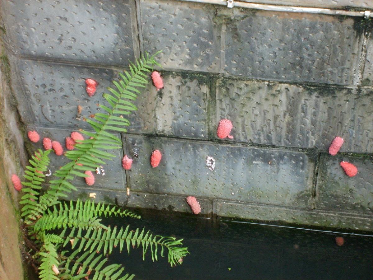 江边长着大片“粉色葡萄”,农民发愁称其是外来物种危害巨大