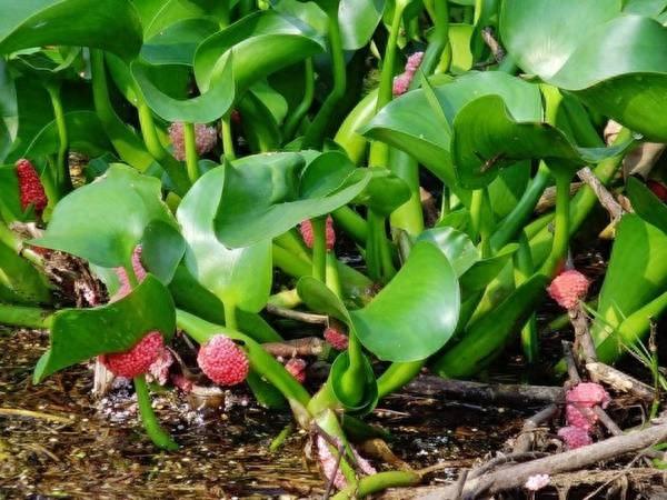 江边长着大片“粉色葡萄”,农民发愁称其是外来物种危害巨大