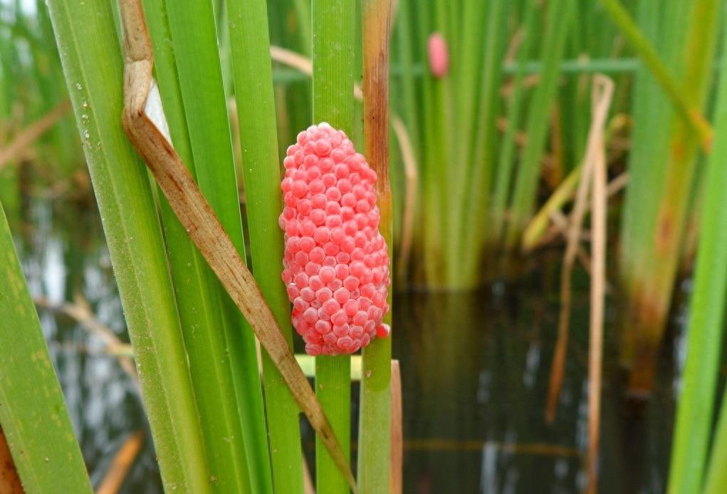 江边长着大片“粉色葡萄”,农民发愁称其是外来物种危害巨大