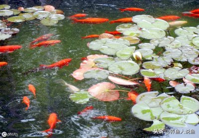 ​导致锦鲤“死亡”率超高的立鳞病，在秋季疾病高发期你需要了解