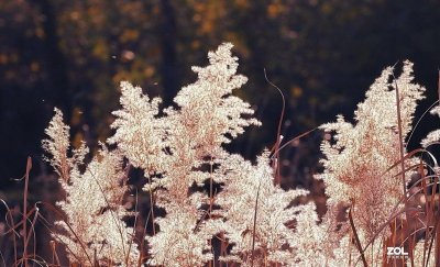 走进大芦花风景区