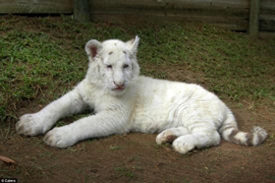 纯白色老虎,竟活不过3岁
