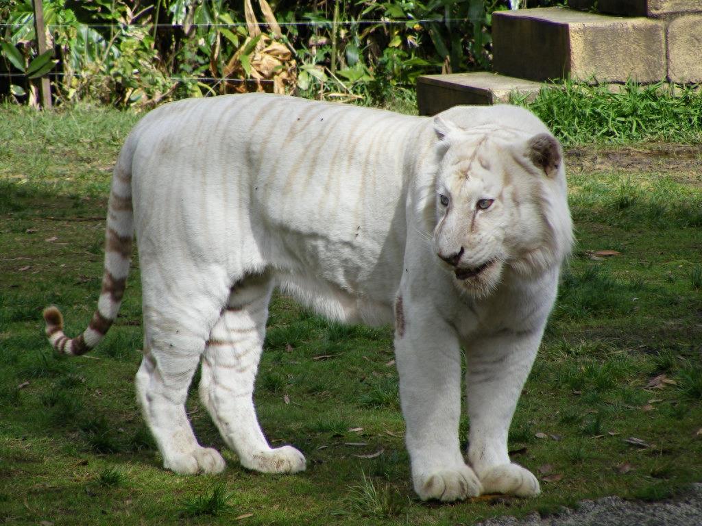 纯白色老虎,竟活不过3岁
