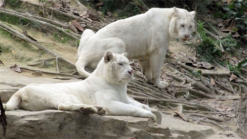 纯白色老虎,竟活不过3岁