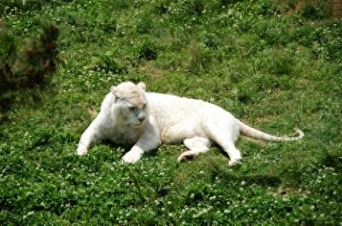 纯白色老虎,竟活不过3岁