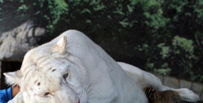 纯白色老虎,竟活不过3岁