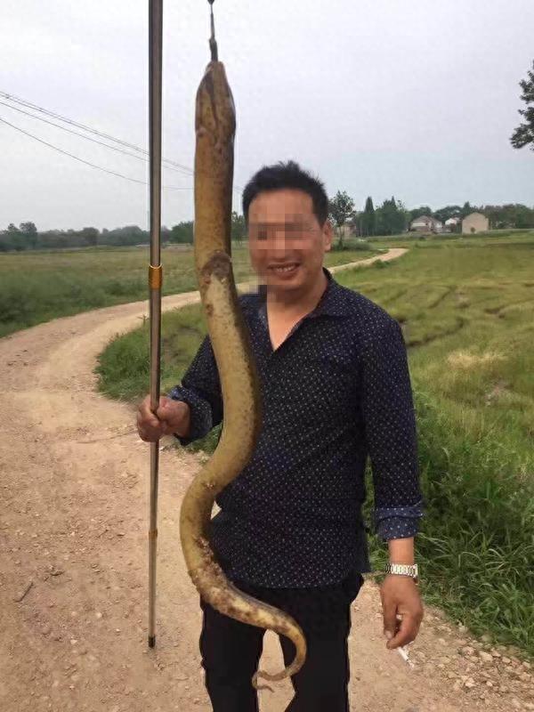 农民捉到堪比蟒蛇的黄鳝，史上最大黄鳝更是重达千斤！