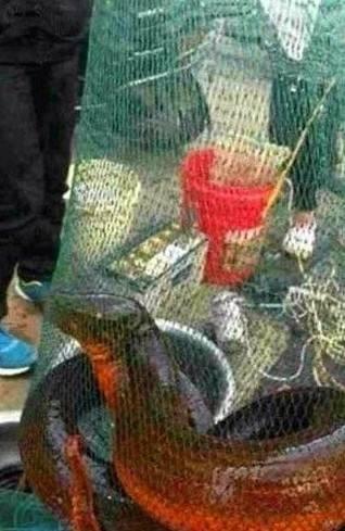 农民捉到堪比蟒蛇的黄鳝，史上最大黄鳝更是重达千斤！