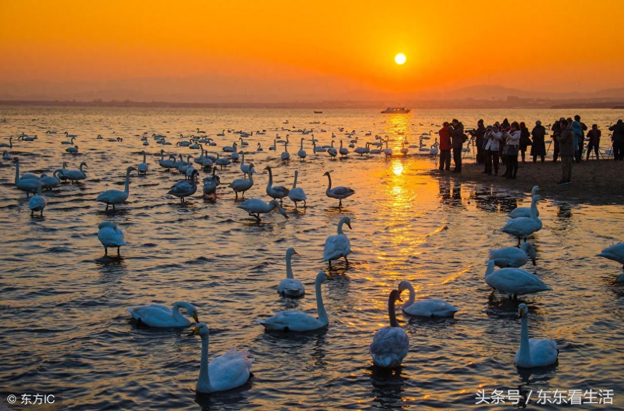 天鹅故乡,荣成烟墩角