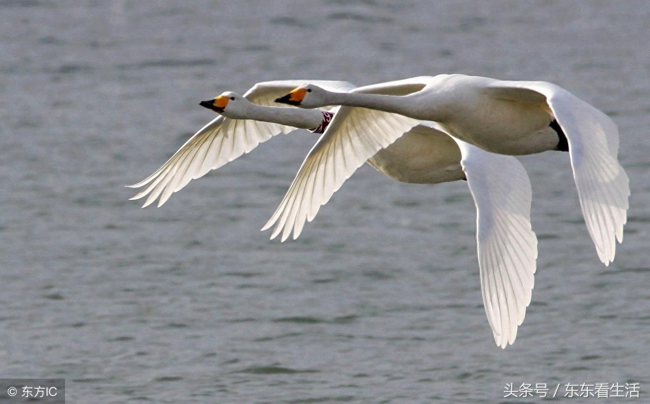 天鹅故乡,荣成烟墩角