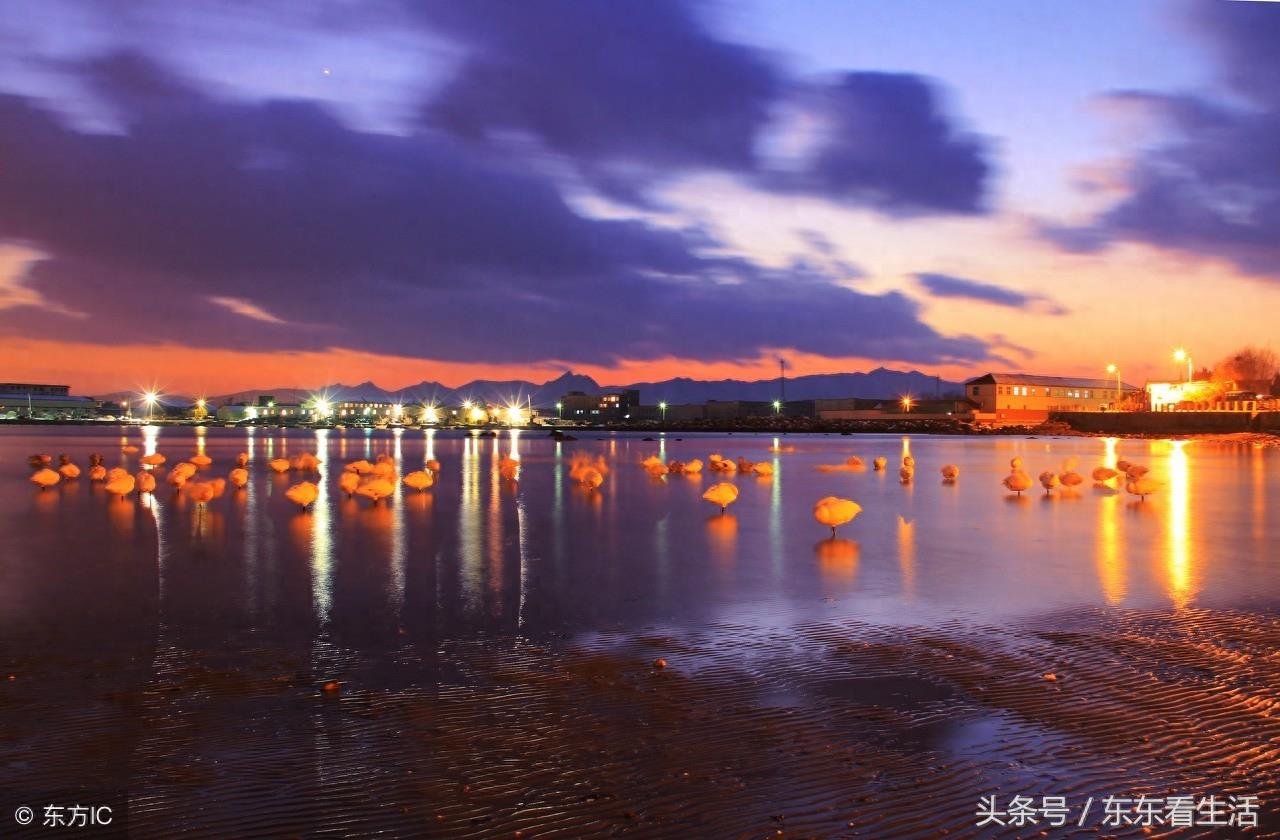 天鹅故乡,荣成烟墩角